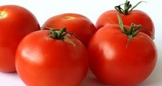 Продължава тенденцията на намаление при цените на едро на българските оранжерийни домати
