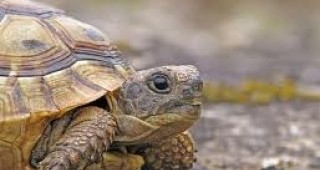Откриха останки от костенурка, живяла преди около 60 милиона години
