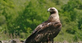 Доброволци от БДЗП ще построят на живо гнездо на царски орел