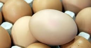 В германска ферма за яйца е открито наличие на отровния химикал диоксин