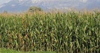 Европейската агенция за безопасност на храните отхвърли забраната за сеитба на ГМО царевица във Франция