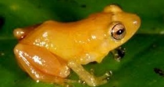 Учени откриха в Панама нов вид жаби