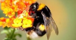Петдесет гнезда земни пчели започват да опрашват британски цветни поляни