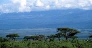 В Танзания преброяват дърветата