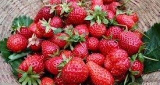 В алжирския град Скикда започна 26-то издание на традиционния фестивал на ягодата
