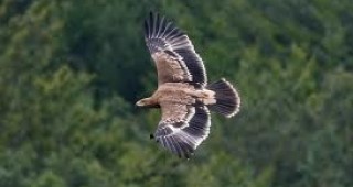 Нов случай на ограбени гнезда на царски орел в Югоизточна България