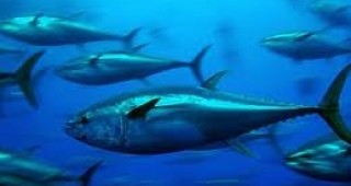 Радиоактивна риба тон е открита край бреговете на Калифорния