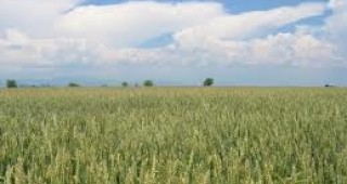 Опити с препарати за растителна защита при пшеница, царевица и слънчоглед