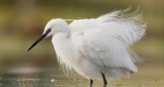WWF: Намаляват птичите популации по Дунав
