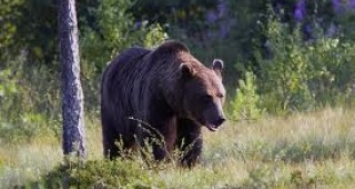Горски инспектори спасиха мечка от бракониери
