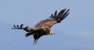 Стартира проект за опазване на световнозастрашени и редки за България птици