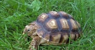 Сухоземните костенурки, открити в дома на Кирил Рашков, ще бъдат освободени в природата