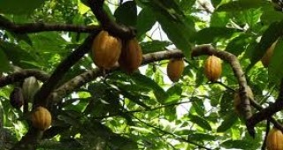 Ефектите от климатичните промени заплашват съществуването на какаото
