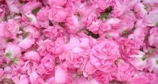 Богата реколта от розов цвят се очаква тази година у нас