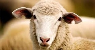 Семинар по проблемите в отглеждането на овце