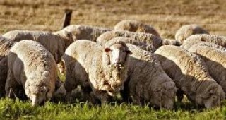 Семинар по проблемите при отглеждането на овце ще се проведе днес в Шумен