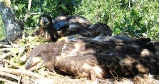 През последните няколко години гнездовата популация на морския орел в България се увеличава