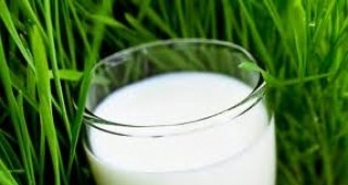 3 акта за нерегламентирана продажба на прясно мляко са съставени във Видин