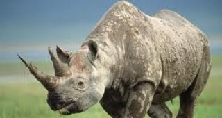 От началото на годината в Южна Африка са убити 245 носорога