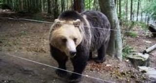 Паркът за танцуващи мечки край Белица ще увеличи своята площ с нови 10 дка