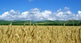 25-30% по-ниски добиви на ечемик и пшеница очакват земеделци от Русе