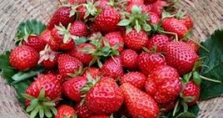 Над 30-40% по-нисък добив от декар очакват производителите на ягоди