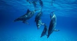Институтът по рибни ресурси - Варна ще извърши преброяване на делфините по родното крайбрежие