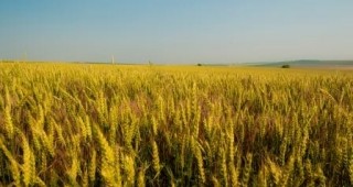 Признаха сортове пшеница на ДЗИ – гр. Ген.Тошево в Турция