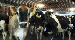 Британски учени изучават социалните отношения между кравите