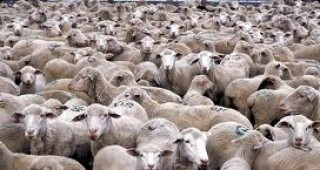 В Русе експерти от МЗХ ще разясняват помощта de minimis за изхранване на овце и кози майки