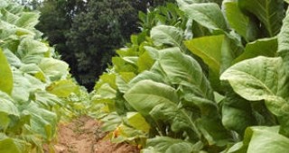 Тютюнопроизводителите в Източните Родопи очакват слаба реколта