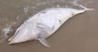 Туристи откриха мъртъв делфин на плажа до Аркутино