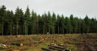 Парламентът одобри консенсусните промени в Закона за горите