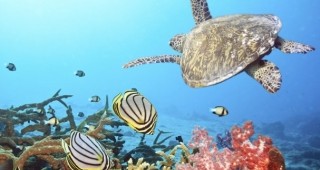 Малдивите ще се превърнат в най-големия морски резерват в света