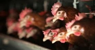 Наказателната процедура на ЕК срещу България, свързана с отглеждането на кокошките носачки, е прекратена