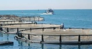 ДФЗ плати над 400 хил. лева на два проекта по програма Рибарство