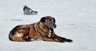 В Димитровград стартира акция за улавяне на бездомни кучета