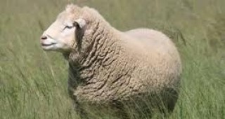 Броят на овцевъдите, които отглеждат породата Ил дьо Франс, намалява