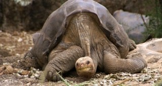 Почина последният в света представител на гигантската слонска костенурка