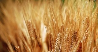 Цените на зърнените култури на европейските пазари се покачиха