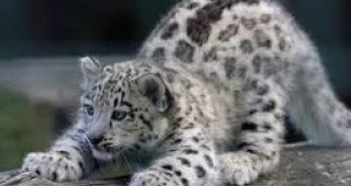 В чешки зоопарк се родиха три снежни леопардчета