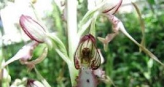 В центъра на Перник може да се срещне най-красивата и необичайна орхидея