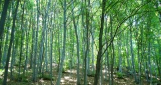 Премахват опасните дървета в парк Кьошковете