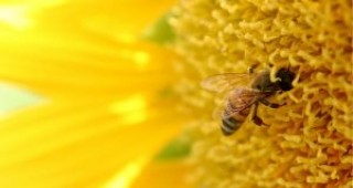 Ефективният метод за събиране на мед, прилаган от пчелите, може да се използва за изграждане на по-бързи компютърни мрежи