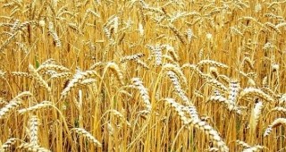 На 31 юли ще се проведе Консултативен съвет по зърното