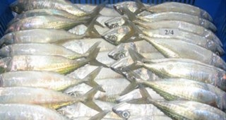 Търговските запаси на риба може да се понижат с 90% до 2048 г.