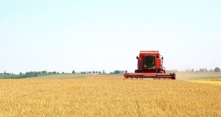 Средният добив на пшеница в община Дупница е 400 кг/дка