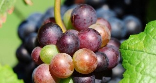 В Брестовица ще се проведе фестивал на гроздето и виното
