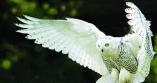 Уникална изложба на хищни птици може да бъде видяна в Морската градина в Бургас