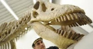 Аржентински изследователи са открили нов вид хищен динозавър